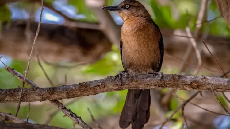 Inilah Antbird, Burung Pengikut Semut dari Hutan Tropis