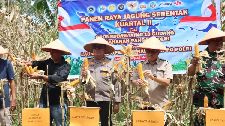 Panen Jagung di Agam Dorong Ketahanan Pangan