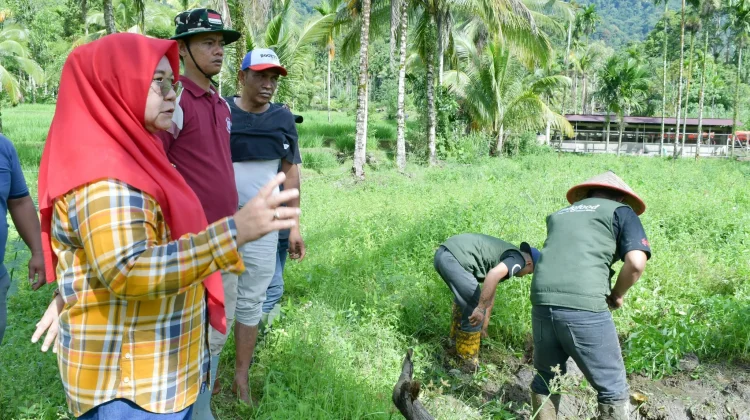 PKK Agam Dorong Pemanfaatan Lahan Tidur jadi Sumber Ekonomi Masyarakat