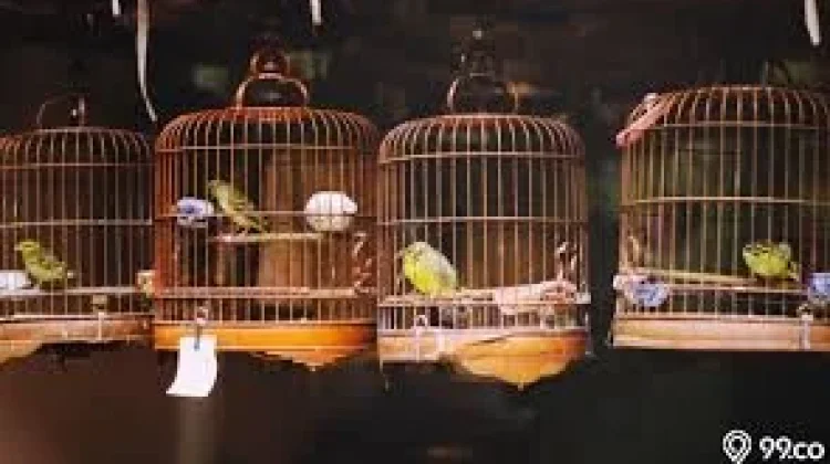 Hobi Memelihara Burung Kembali Digemari, Jadi Pelepas Penat di tengah Rutinitas