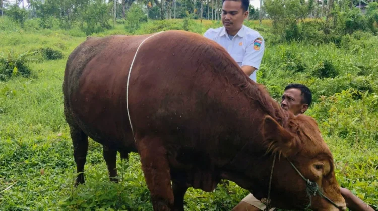 Sapi Simental 882 Kg Asal Sangir Terpilih Jadi Hewan Kurban Presiden RI 2026