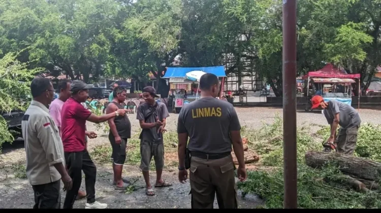 Tim Reaksi Cepat Satpol PP Padang Evakuasi Pohon Tumbang di Gerbang GOR Agus Salim