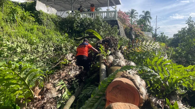 BPBD Imbau Warga Waspadai Pohon Tumbang
