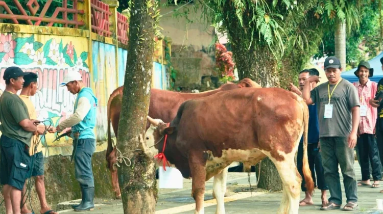 Pemkab Solok Selatan Kumpulkan Hewan Kurban 47 Ekor Sapi