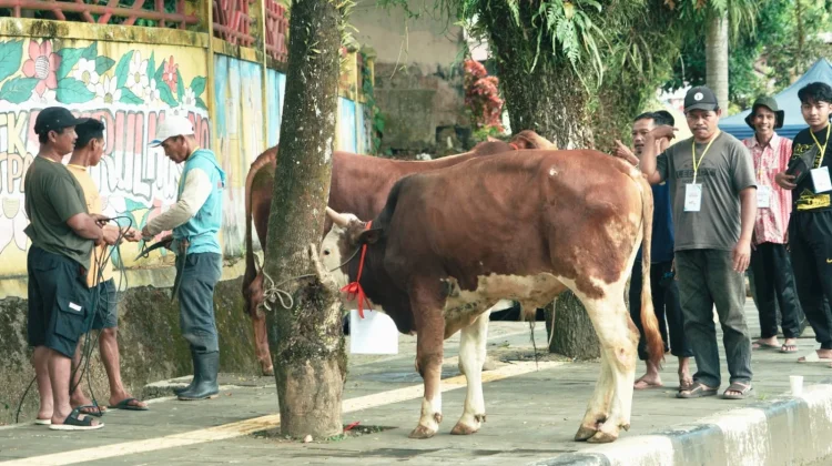 Pemkab Solok Selatan Siapkan 50 Hewan Kurban untuk Masyarakat di 16 Lokasi