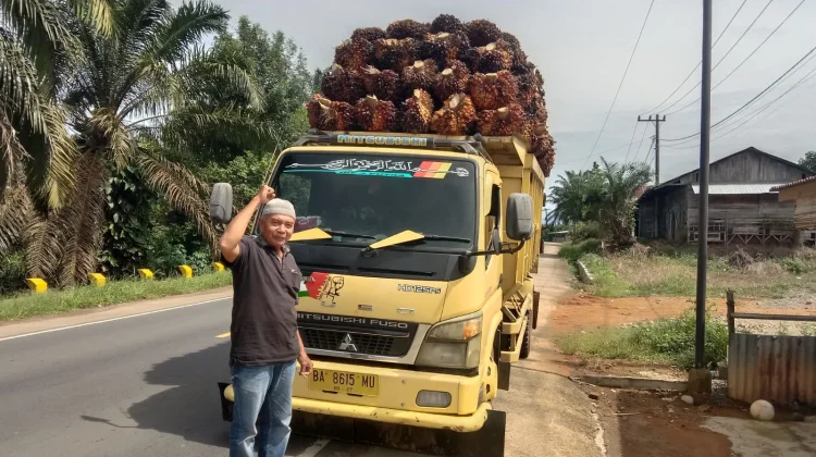 Harga Sawit di Pessel Anjlok hingga Rp700 per Kg