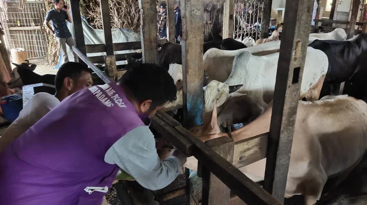 Sebanyak 2.382 Hewan Kurban di Kota Padang Dinyatakan Layak