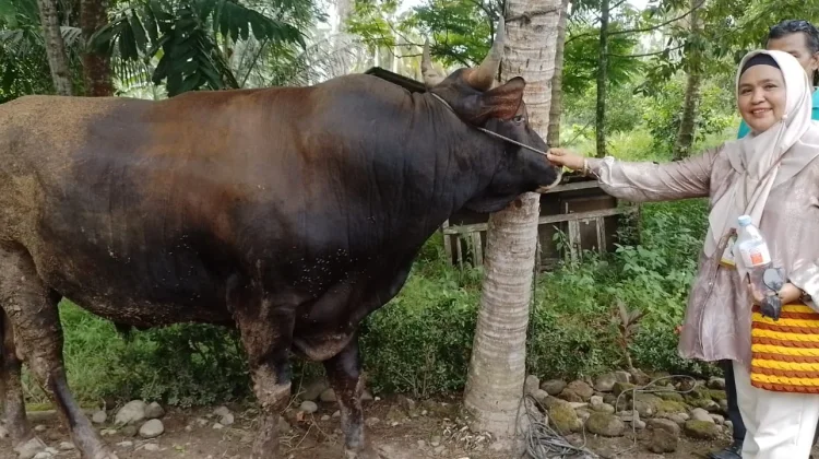 Padang Pariaman Kembali Dapat Bantuan Sapi Kurban Presiden