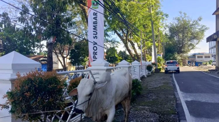 Pemprov Sumbar Tebar 140 Sapi dan 33 Kambing Kurban untuk Daerah Terdampak Bencana