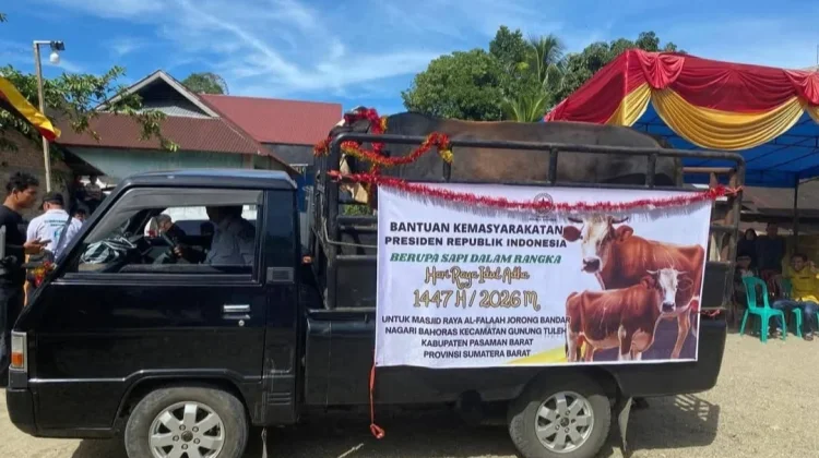 Sapi Kurban Presiden RI Disambut Antusias Warga Bahoras Pasbar
