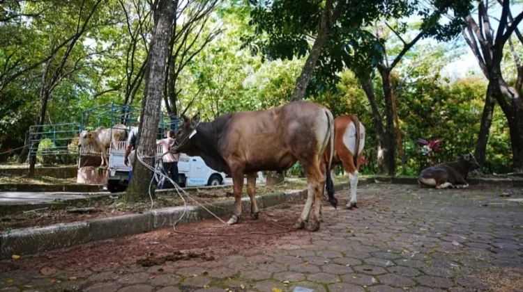 Unand Salurkan 43 Sapi Kurban Iduladha 2026 untuk Masyarakat Sumbar