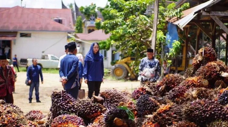 Bupati Annisa Ingatkan Perusahaan Pabrik Kelapa Sawit Jaga Stabilitas Harga