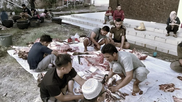Sapi Kurban Presiden Prabowo untuk Pariaman Berasal dari Peternak Lokal