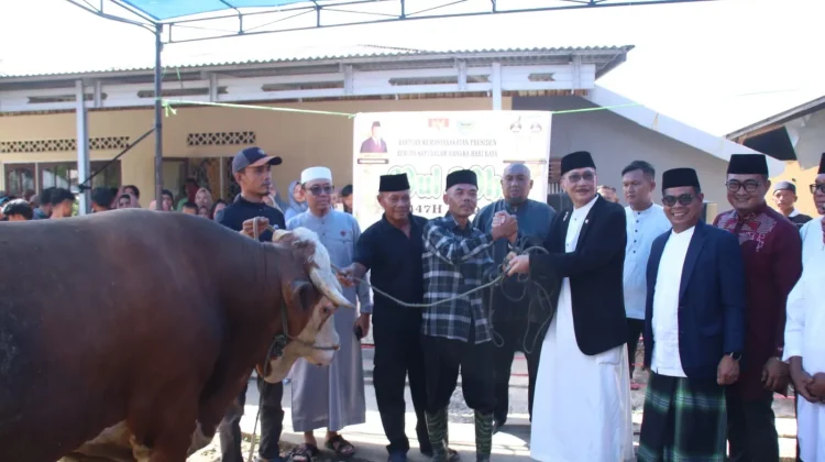 Sapi Kurban Presiden Prabowo Seberat Satu Ton Disembelih di Kecamatan Bayang