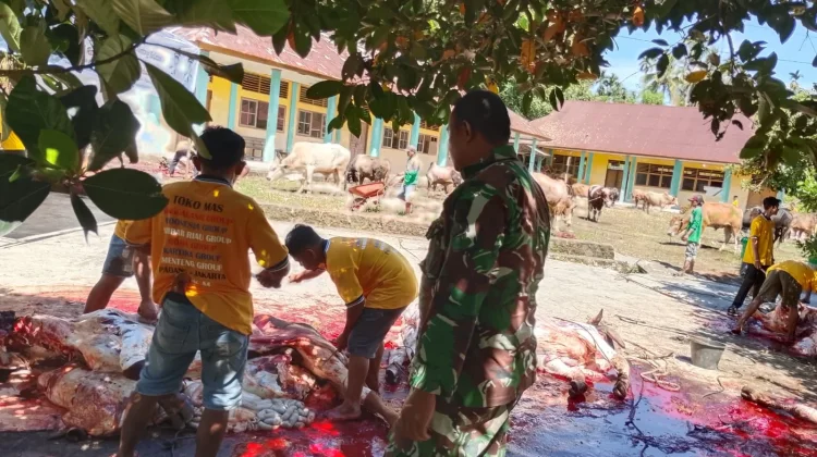 Babinsa Koramil 08/Sungai Geringging Kawal Kurban 52 Ekor Sapi