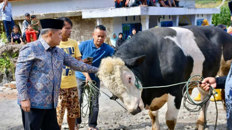Bupati Benni Warlis Saksikan Penyembelihan Sapi Kurban Bantuan Presiden