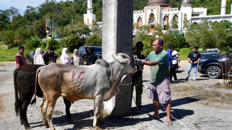 Sembilan Sapi Kurban Disembelih di Islamic Centre Padang Panjang