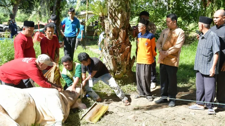 Penyembelihan Sapi Bantuan Wapres RI di Kayu Pasak, Sekda Agam Hadir Langsung