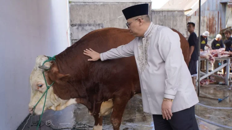 Bantuan Sapi Kurban Presiden Kurban Diserahkan ke Masjid Muhammad Noer