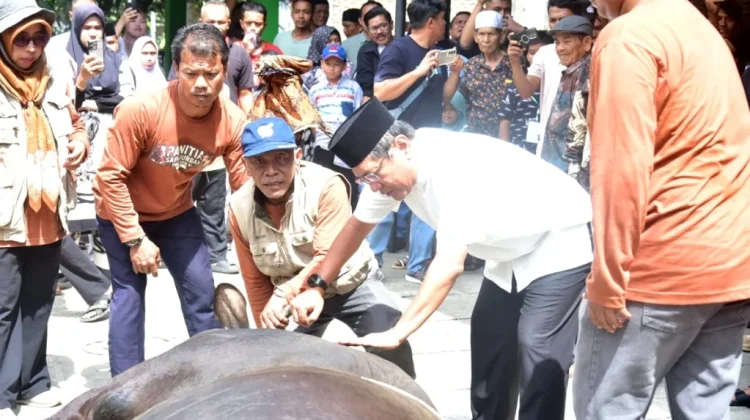 Sapi Kurban Presiden Jadi Perhatian Warga di Padang Pariaman