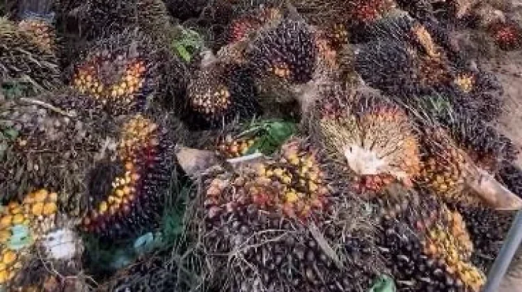 Bupati Dharmasraya Minta Pabrik Stabilkan Harga TBS Sawit