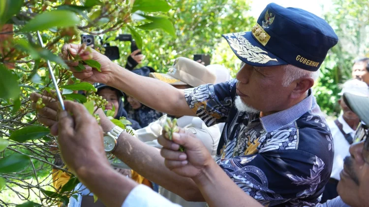 Gubernur Sumbar Dorong Petani Cengkeh Solok Olah Daun Jadi Minyak Atsiri
