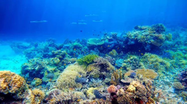 Misteri Keragaman Hayati Global yang Tersembunyi di bawah Laut