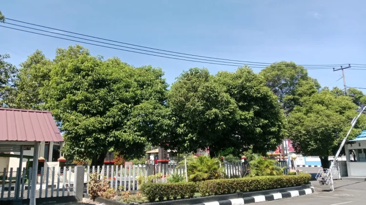 Arti Penting Sebatang Pohon bagi Kehidupan
