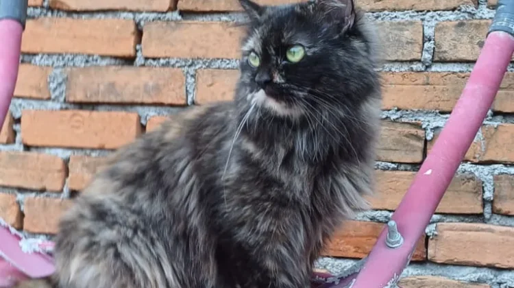 Mengenal Kucing Tortie: Si Cantik dengan Pola Bulu Unik