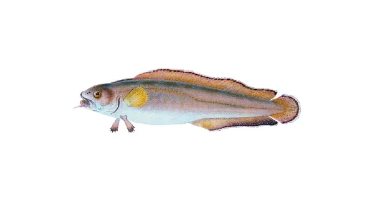 Mengenal Stout Infantfish, Hewan Vertebrata Paling Kecil Sejagat