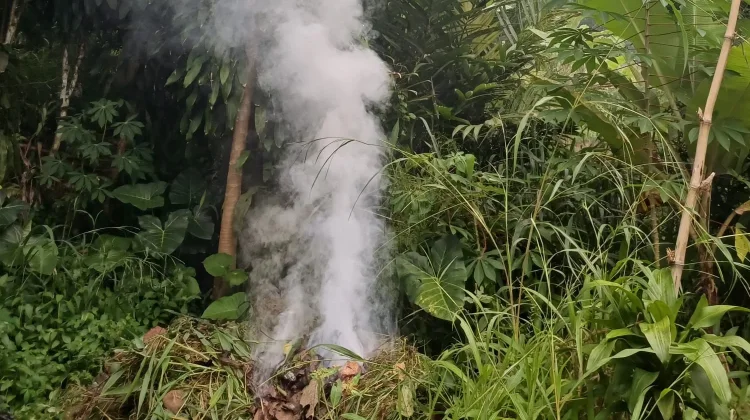 Dampak Buruk Membakar Daun Kering