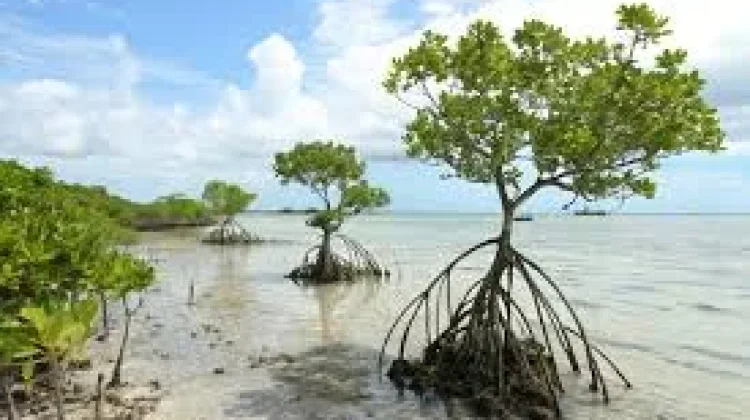 Pohon Bakau, Penjaga Pesisir yang Menyimpan Banyak Manfaat bagi Kehidupan