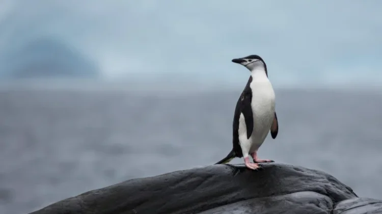 Fakta tentang Pinguin yang Tidak Pernah Bisa Menyeberangi Garis Khatulistiwa Dun