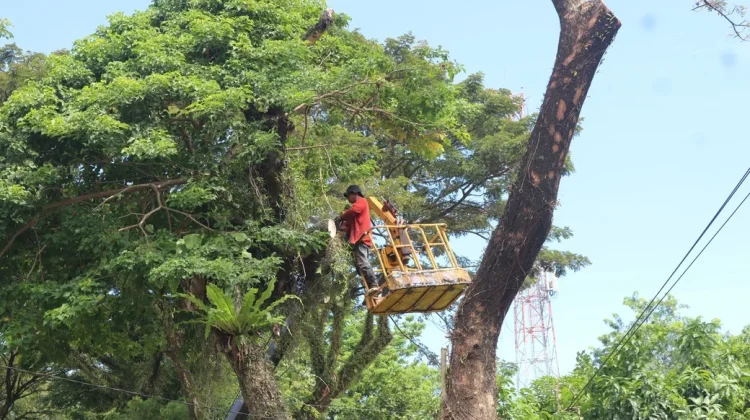 DLH Padang Intensifkan Pemangkasan Pohon Pelindung, Minimalkan Risiko Tumbang