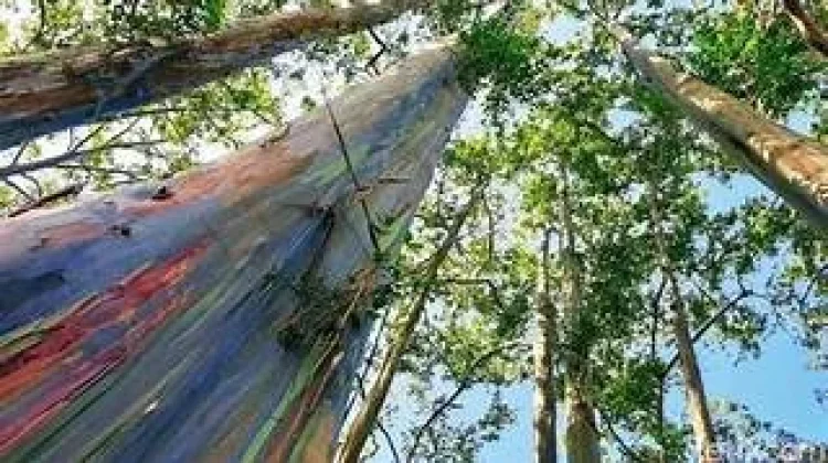 Mengenal Pohon Pelangi, Keajaiban Alam dengan Batang Berwarna-warni