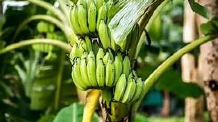 Mengenal Buah Pisang Lebih Dekat, Buah Sederhana dengan Segudang Manfaat