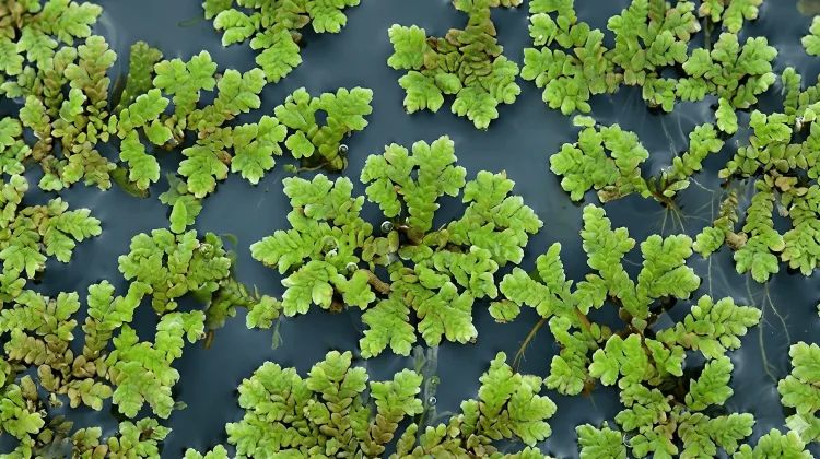 The Azolla Event: Kisah Tanaman Mungil yang Pernah Mendinginkan Bumi
