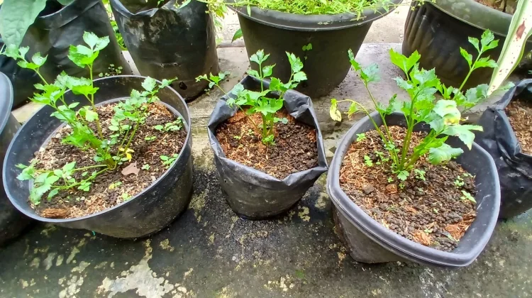 Budidaya Seledri di Pekarangan Rumah, Solusi Sayuran Segar untuk Keluarga