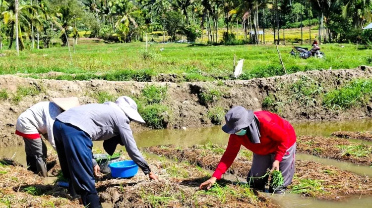 LP2M Sumbar Dorong Pemulihan Pascabencana di Agam dengan Sekolah Lapang Mina Padi