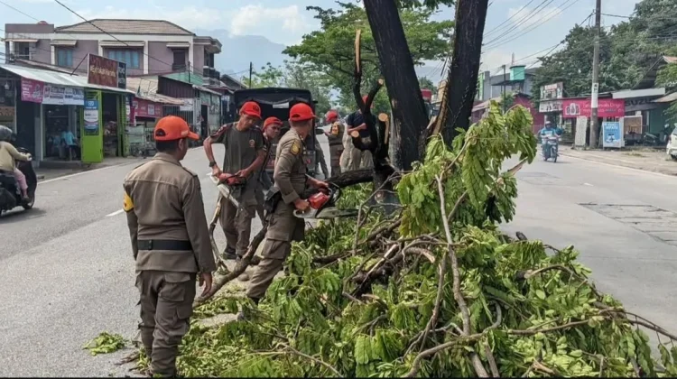 Pohon Tumbang di Jalan Raya Indarung, Satpol PP Padang Gerak Cepat Bersihkan Jalur