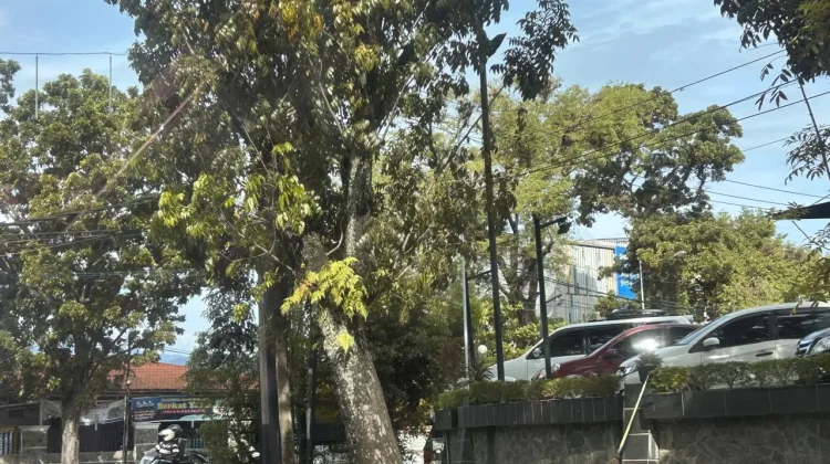 Alasan dan Aturan Penebangan Pohon di Pinggir Jalan