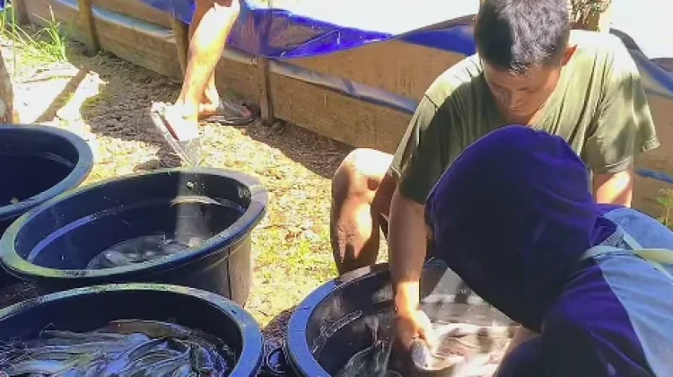 RPN Kembangkan Wakaf Produktif, Budidaya Lele di Anak Air Tumbuh Pesat