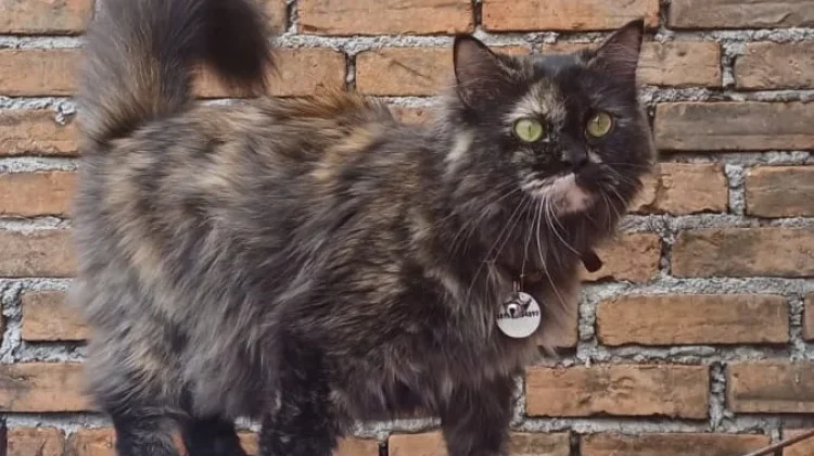 Cara Aman Memberikan Obat Cacing Drontal pada Kucing Kesayangan