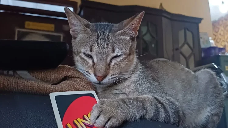 Uno Jadi Game Tongkrongan yang Bikin Nagih