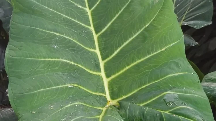 Manfaat Hebat Daun Talas di Kebun