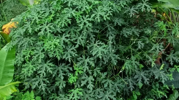 Mengenal Daun Pepaya Jepang