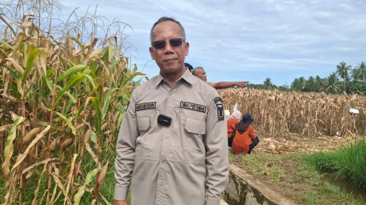 Pemko Padang Pastikan Ketersediaan Pupuk Berkualitas