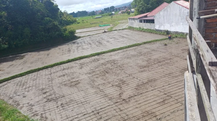 Maksud di Balik Garis Kotak-Kotak Sawah