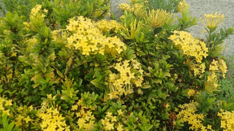 Mengenal Pesona Bunga Asoka Kuning di Pekarangan Rumah