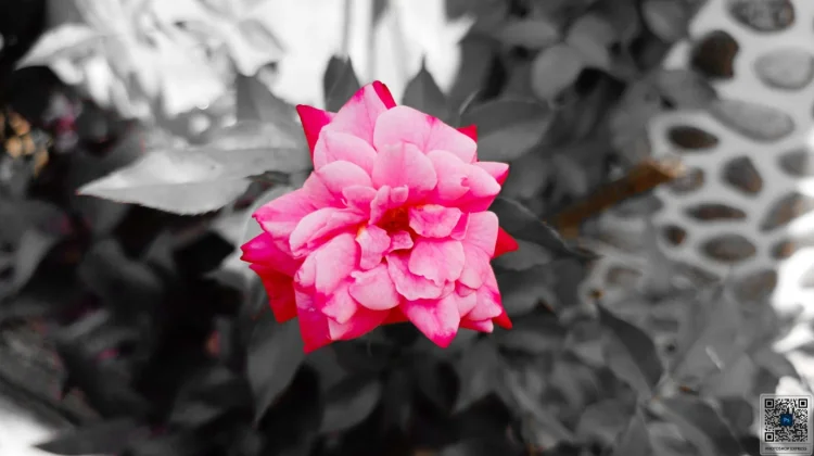 Mengenal Camellia Japonica April Rose dan Pesona Kelopaknya